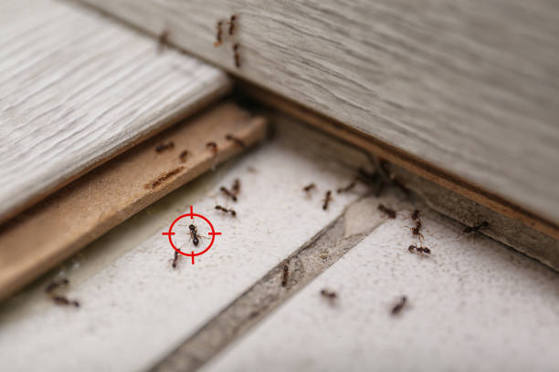 Best Termite Control Services  in Dearborn Heights, MI